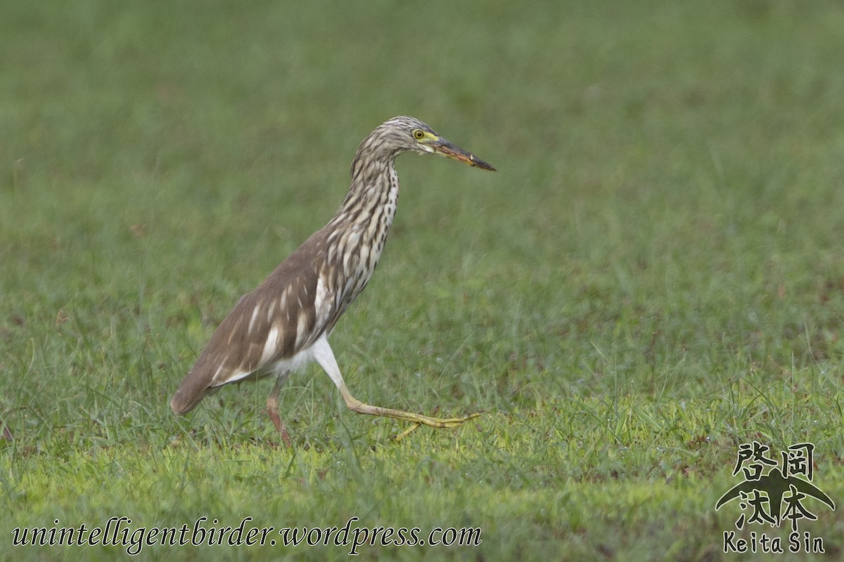 Ardeola sp. - ML371764471