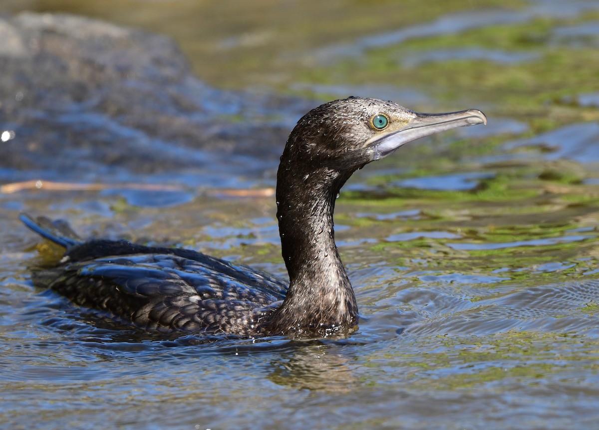 Little Black Cormorant - ML371764941