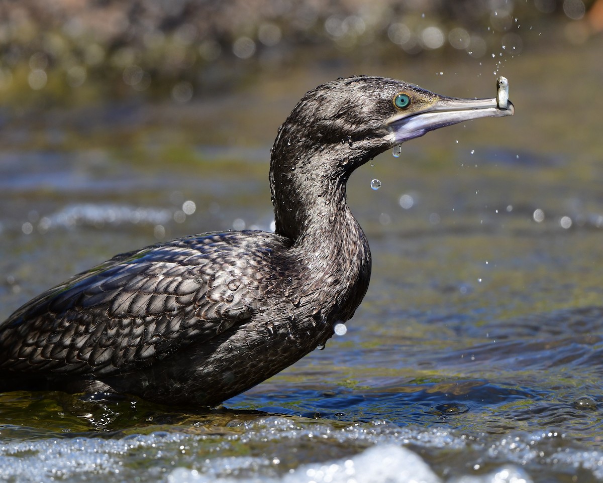 Little Black Cormorant - ML371765031
