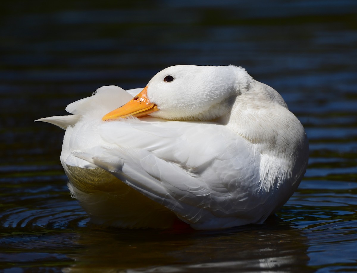 Mallard (Domestic type) - ML371765081