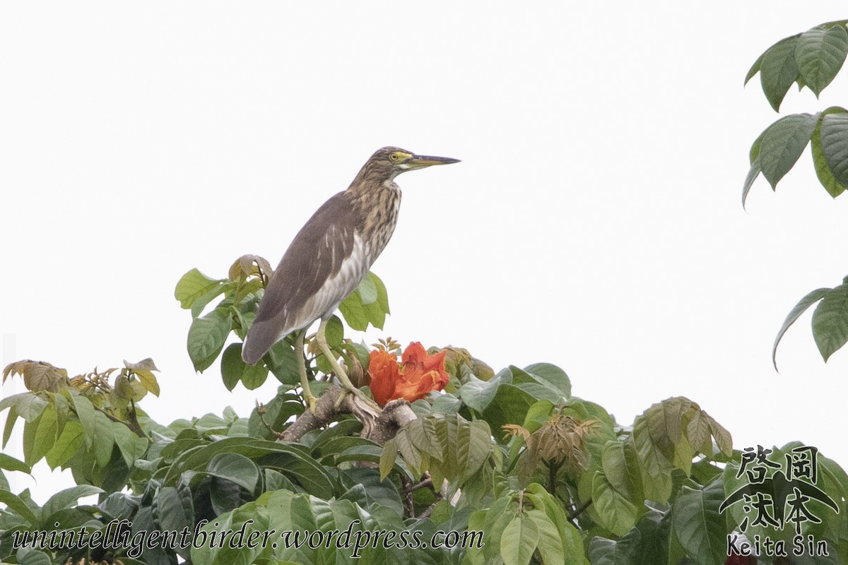 pond-heron sp. - ML371765181