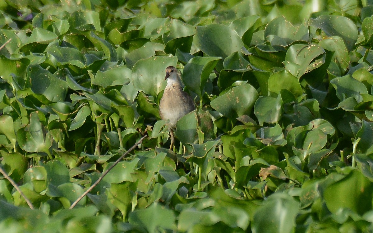 Gallinule poule-d'eau - ML371766581