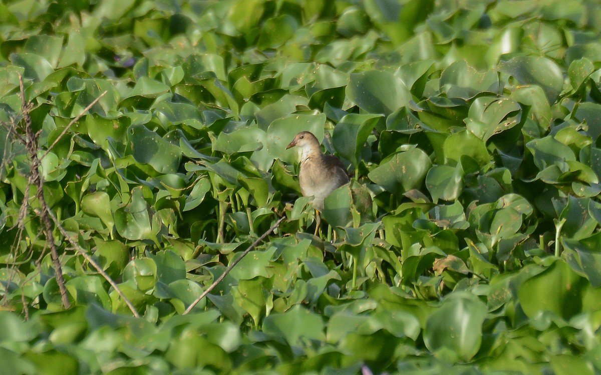 Eurasian Moorhen - ML371766651