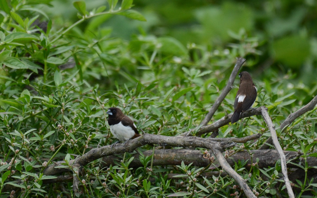 White-rumped Munia - ML371768351