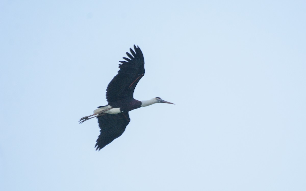 Asian Woolly-necked Stork - Gaja mohanraj