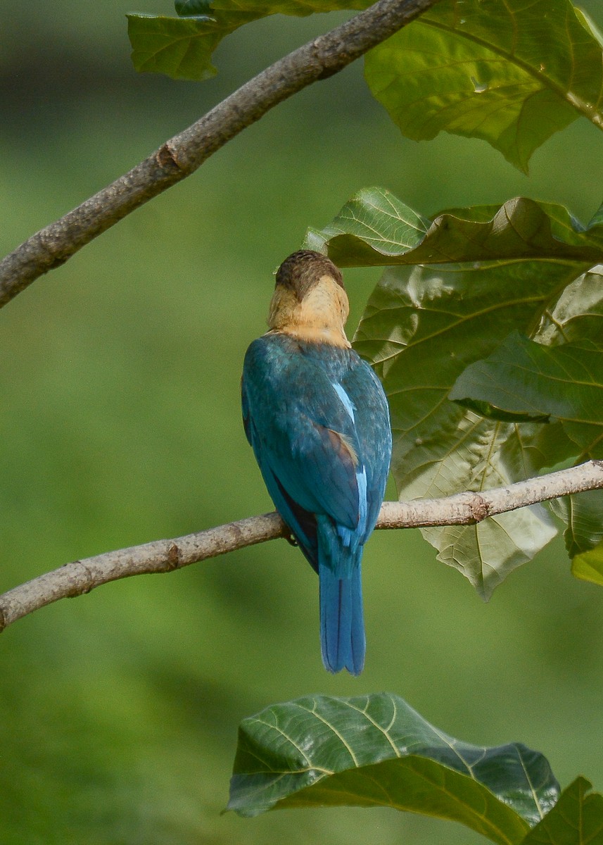 Stork-billed Kingfisher - ML371769231