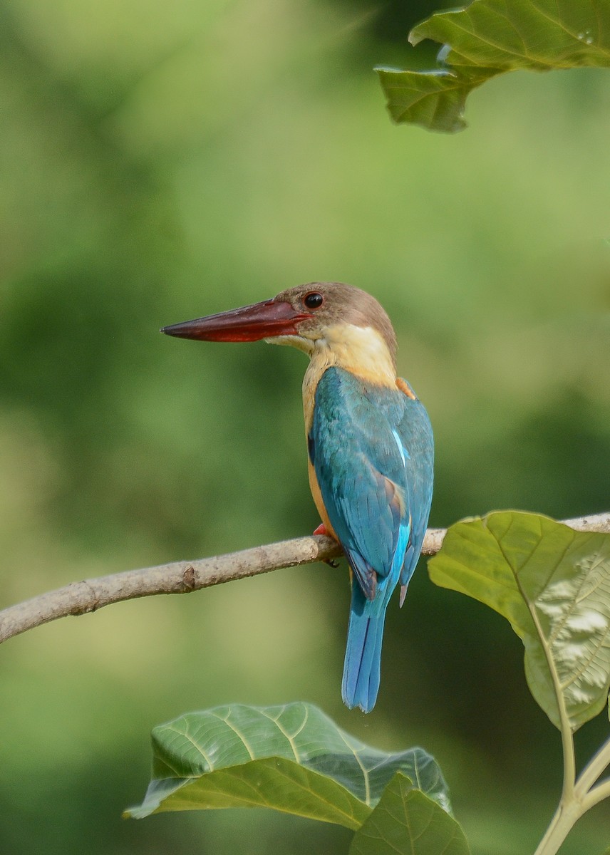 Stork-billed Kingfisher - Gaja mohanraj