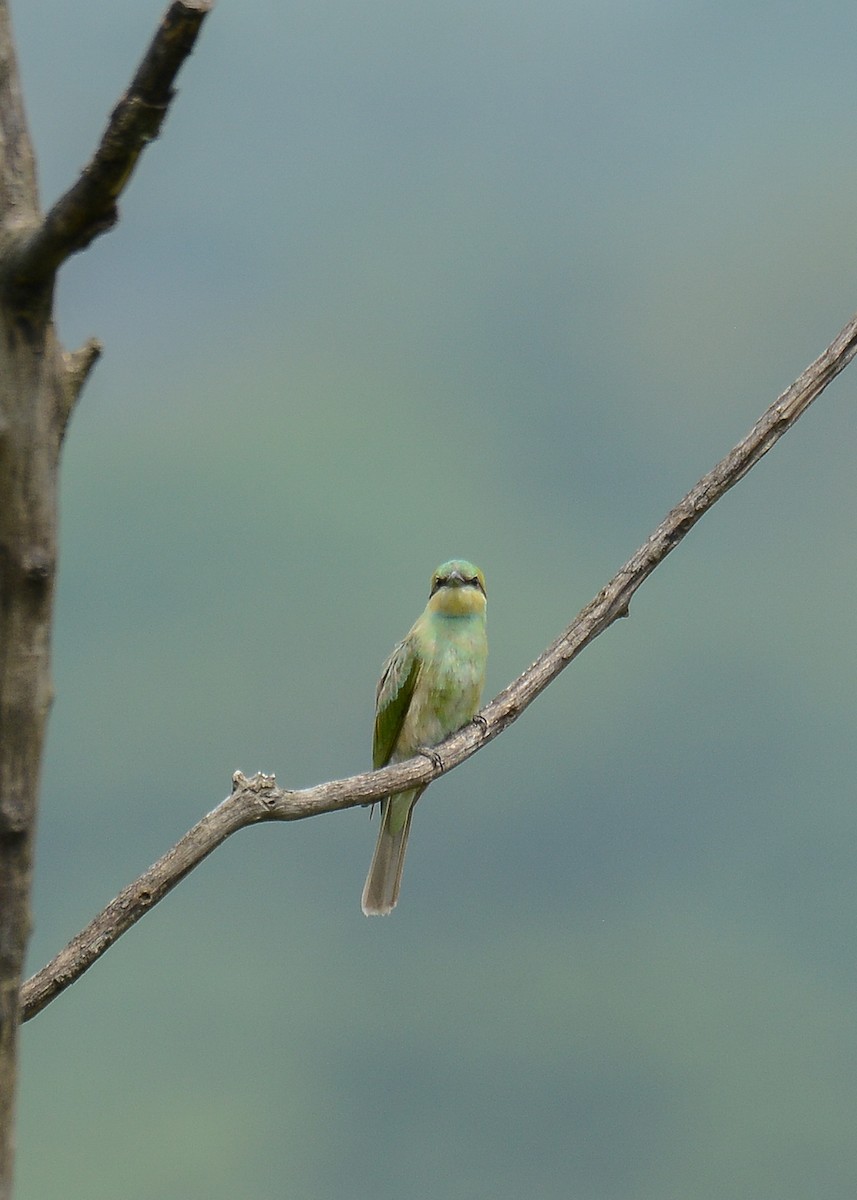 Asian Green Bee-eater - Gaja mohanraj