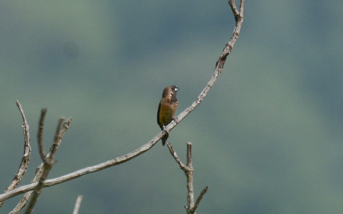 Black-throated Munia - Gaja mohanraj