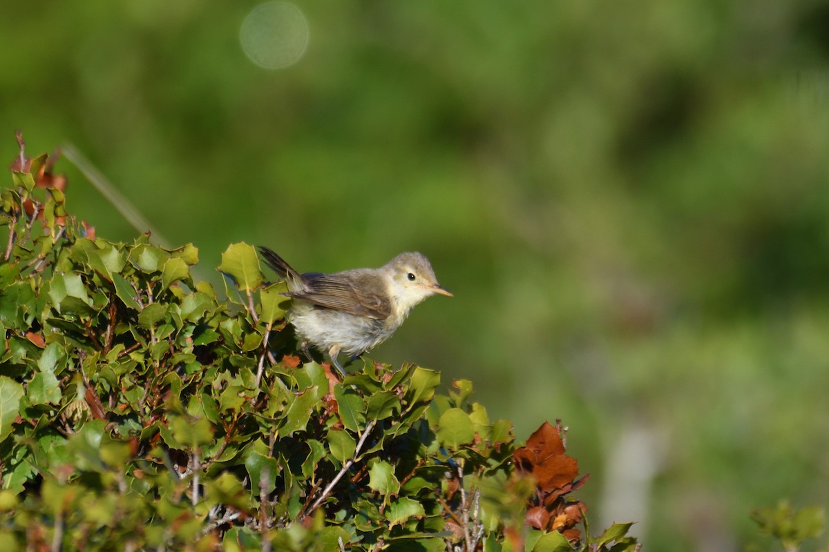 Melodious Warbler - ML371774131