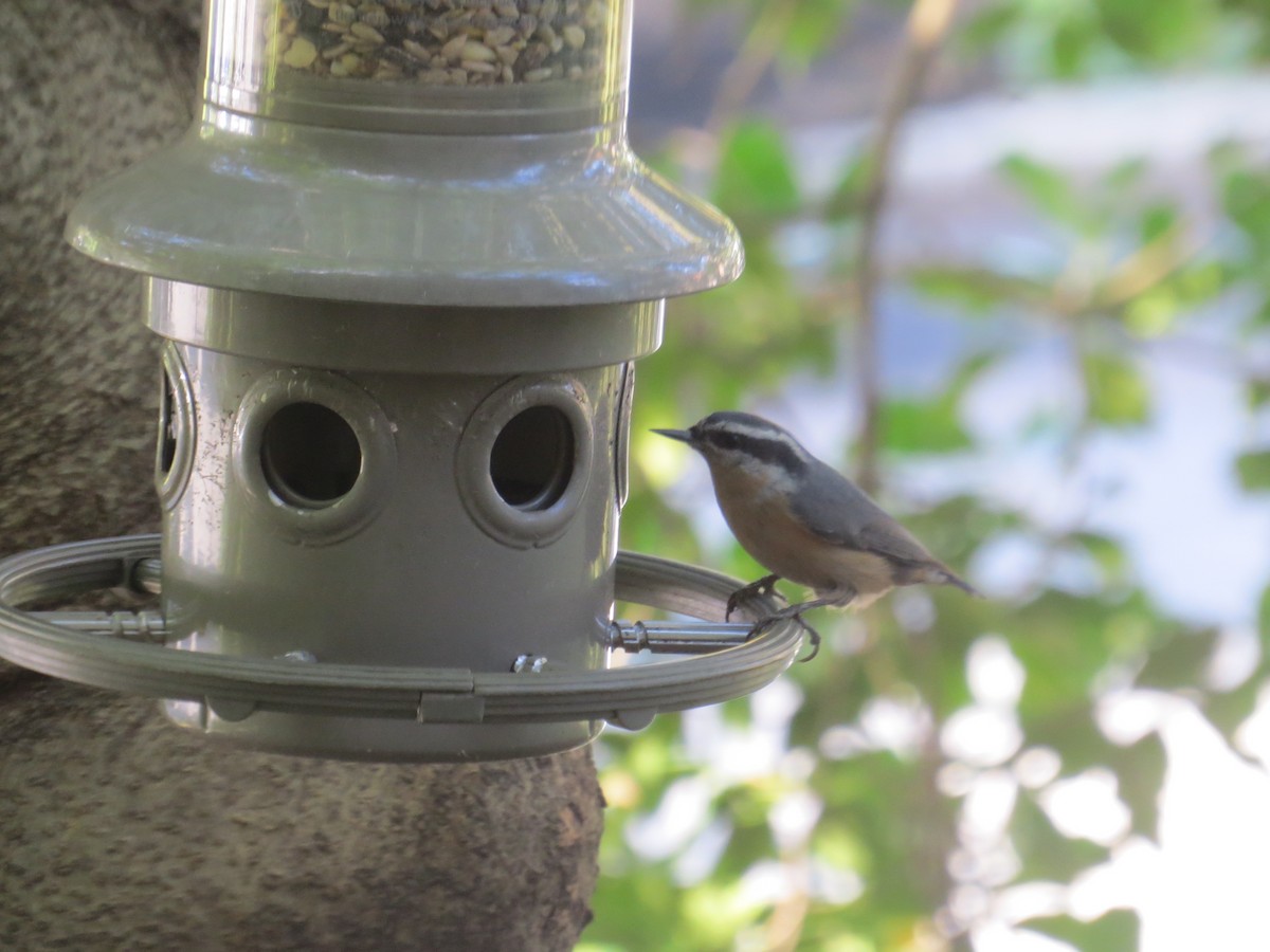 Red-breasted Nuthatch - ML37177481