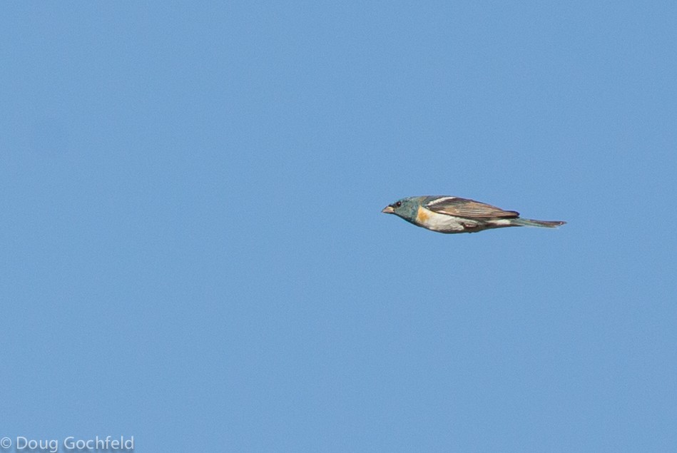 Lazuli Bunting - ML37177661