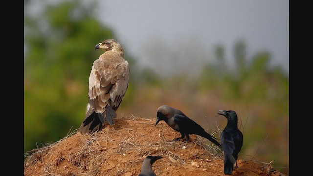 Tawny Eagle - ML371776761