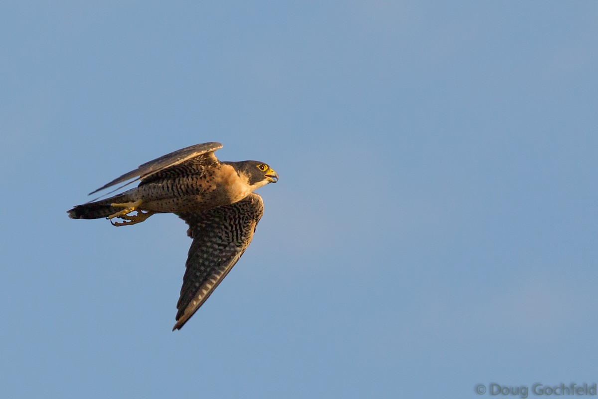 Peregrine Falcon - ML37177711