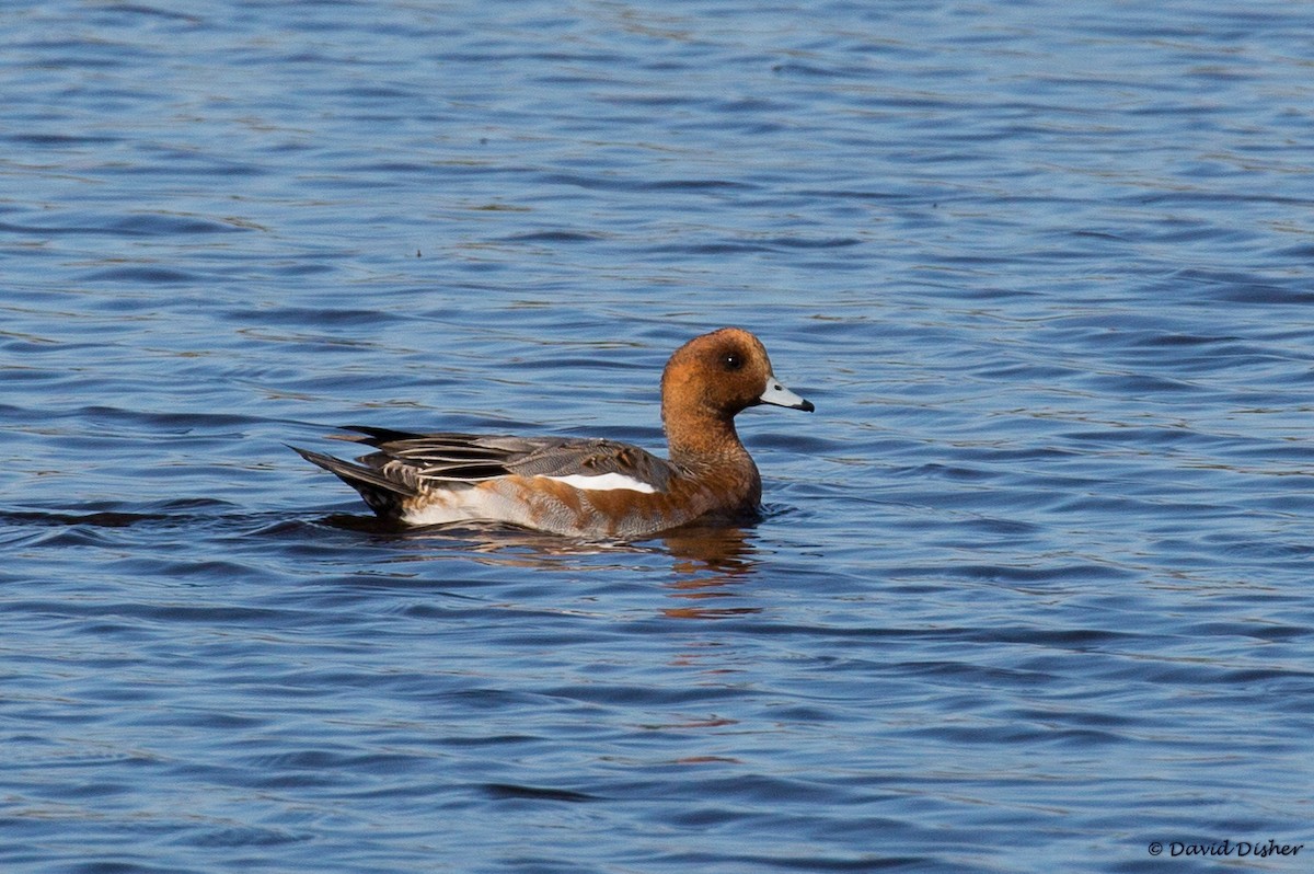 Eurasian Wigeon - ML37177931