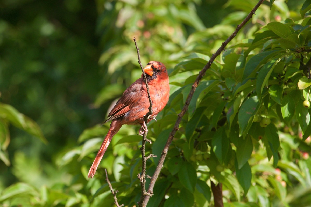 Northern Cardinal - ML371780261