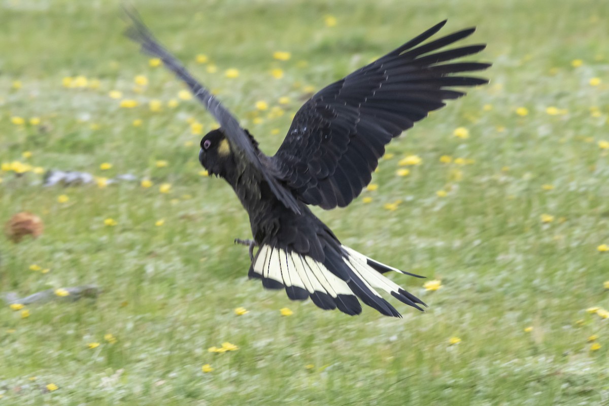 Yellow-tailed Black-Cockatoo - ML371783011