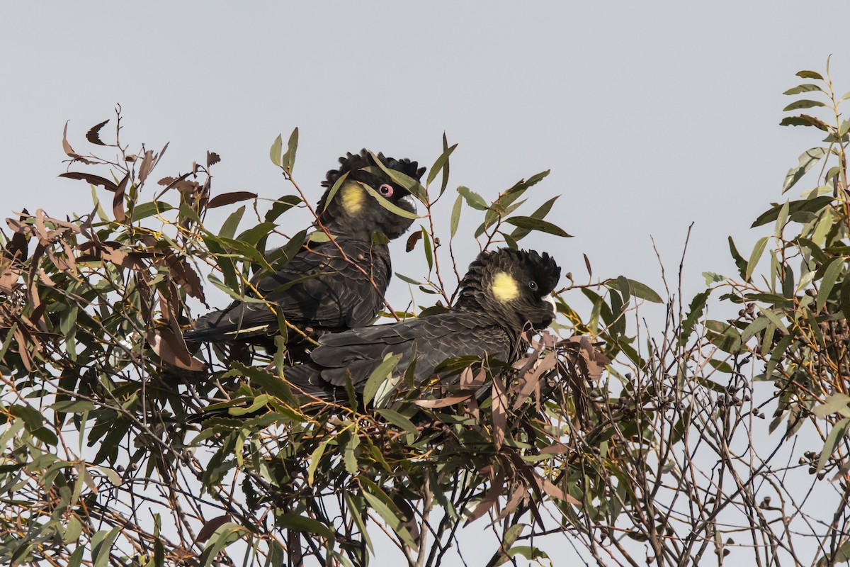 Yellow-tailed Black-Cockatoo - ML371783221