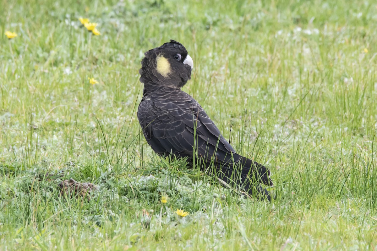 Cacatúa Fúnebre Coliamarilla - ML371783441