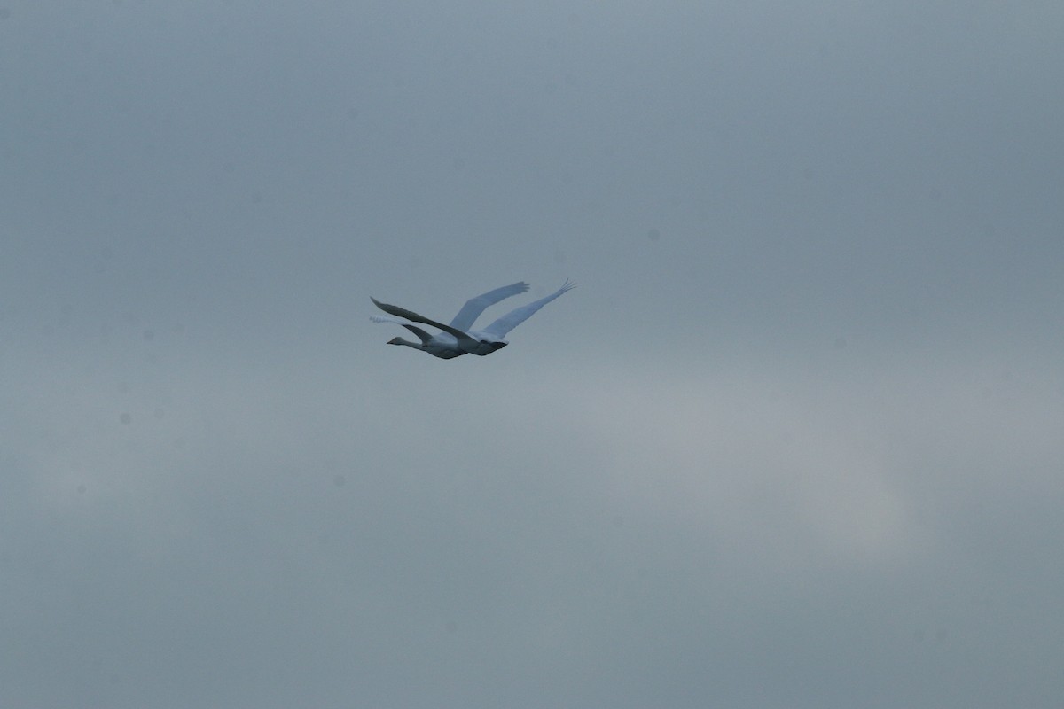 Whooper Swan - ML371787861