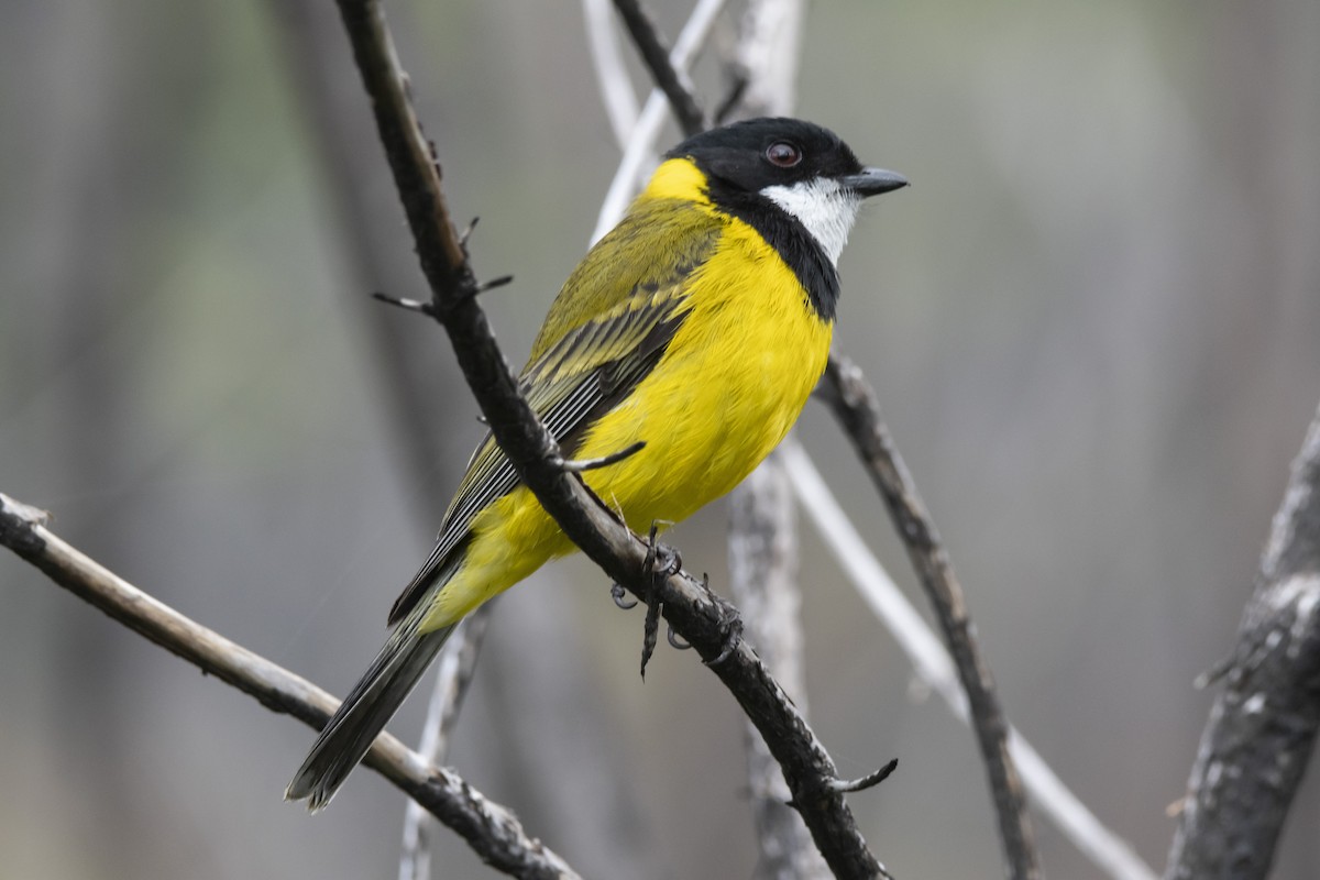 Golden Whistler (Western) - ML371791551