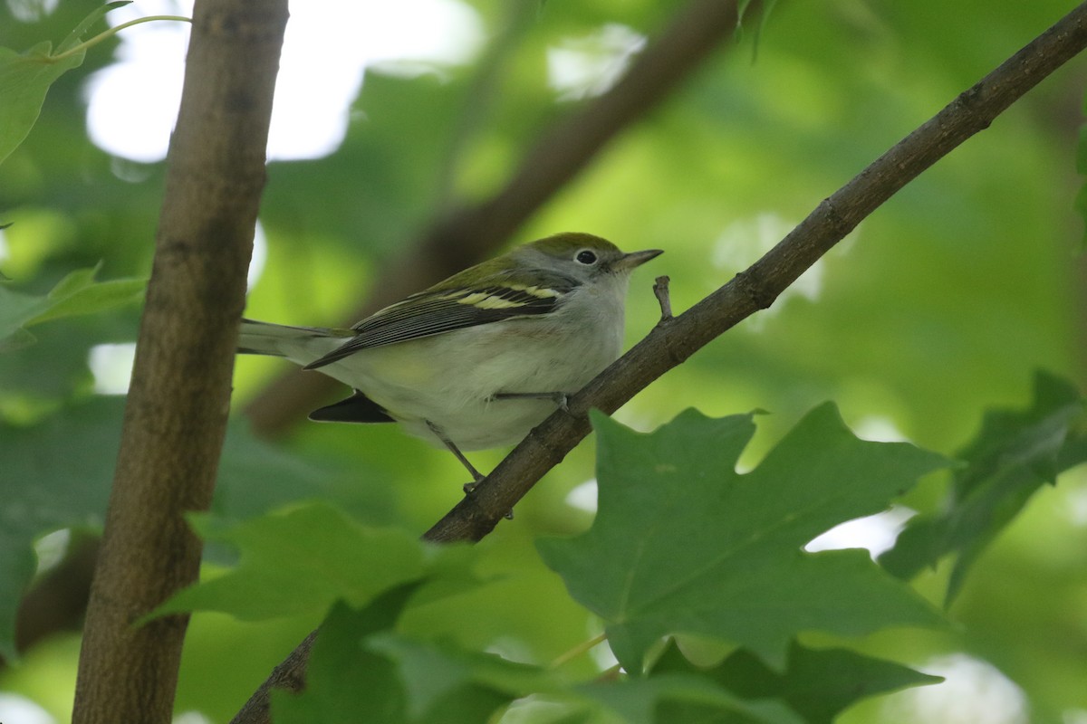 Chestnut-sided Warbler - ML371791851
