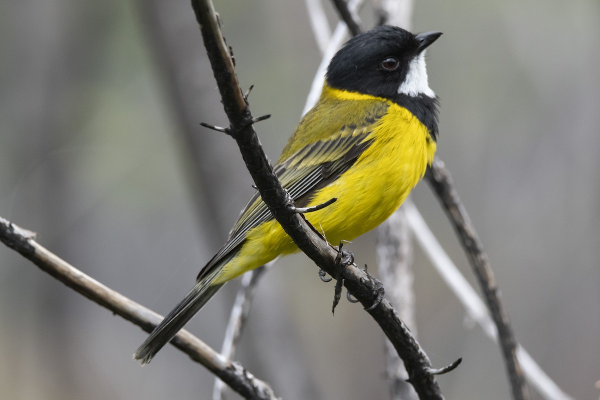 Golden Whistler (Western) - ML371792171