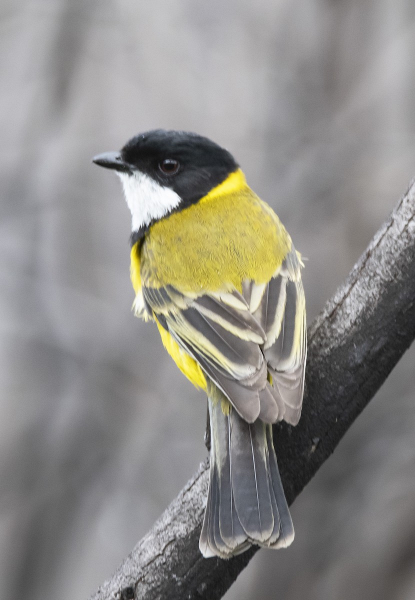 Golden Whistler (Western) - ML371792251