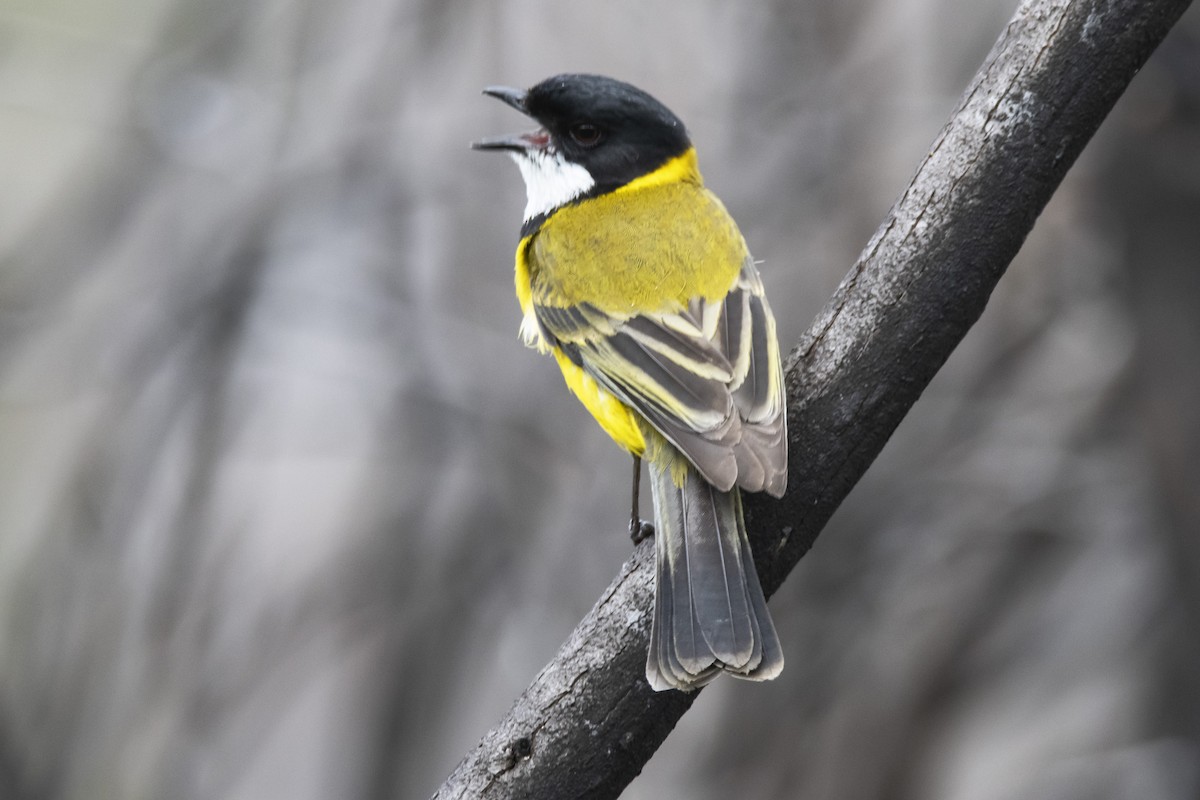 Golden Whistler (Western) - ML371792281