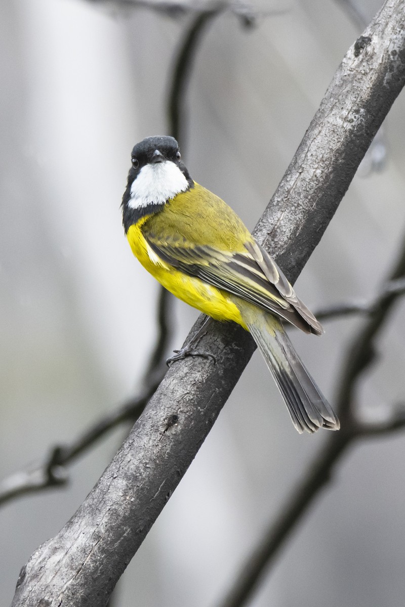 Golden Whistler (Western) - ML371792341