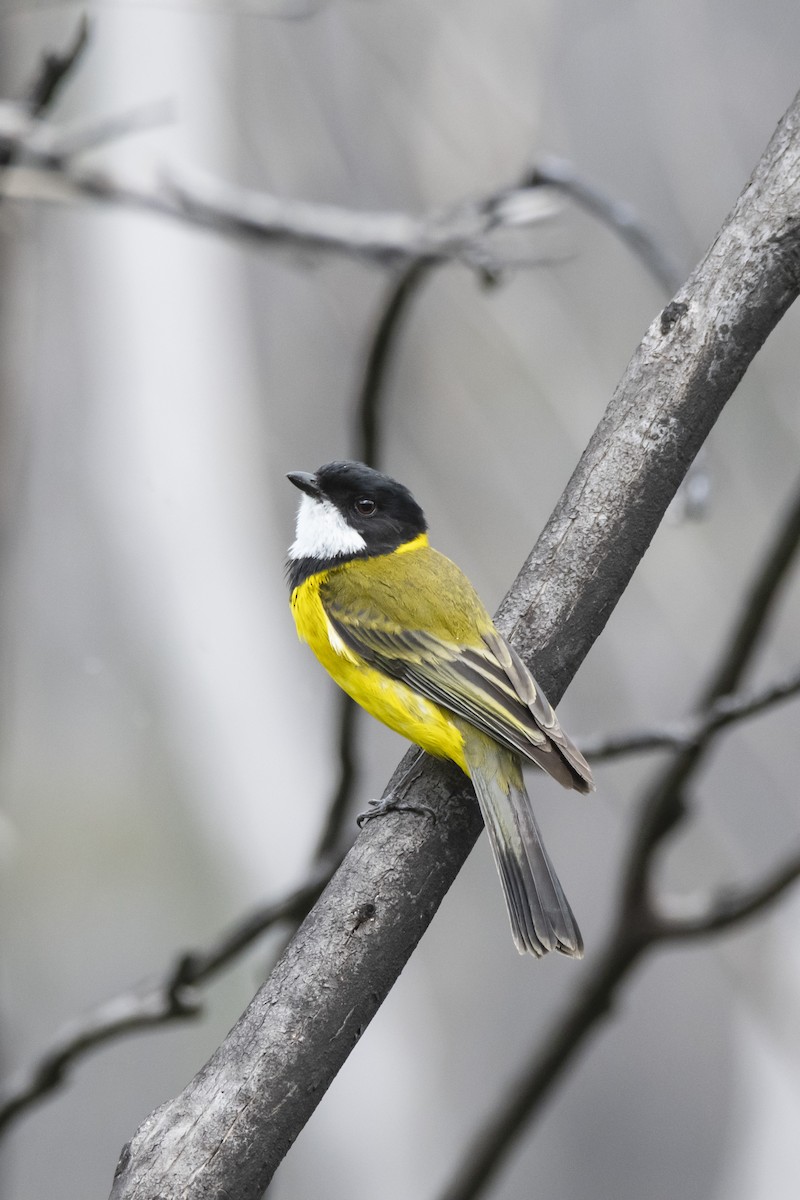 Golden Whistler (Western) - ML371792391