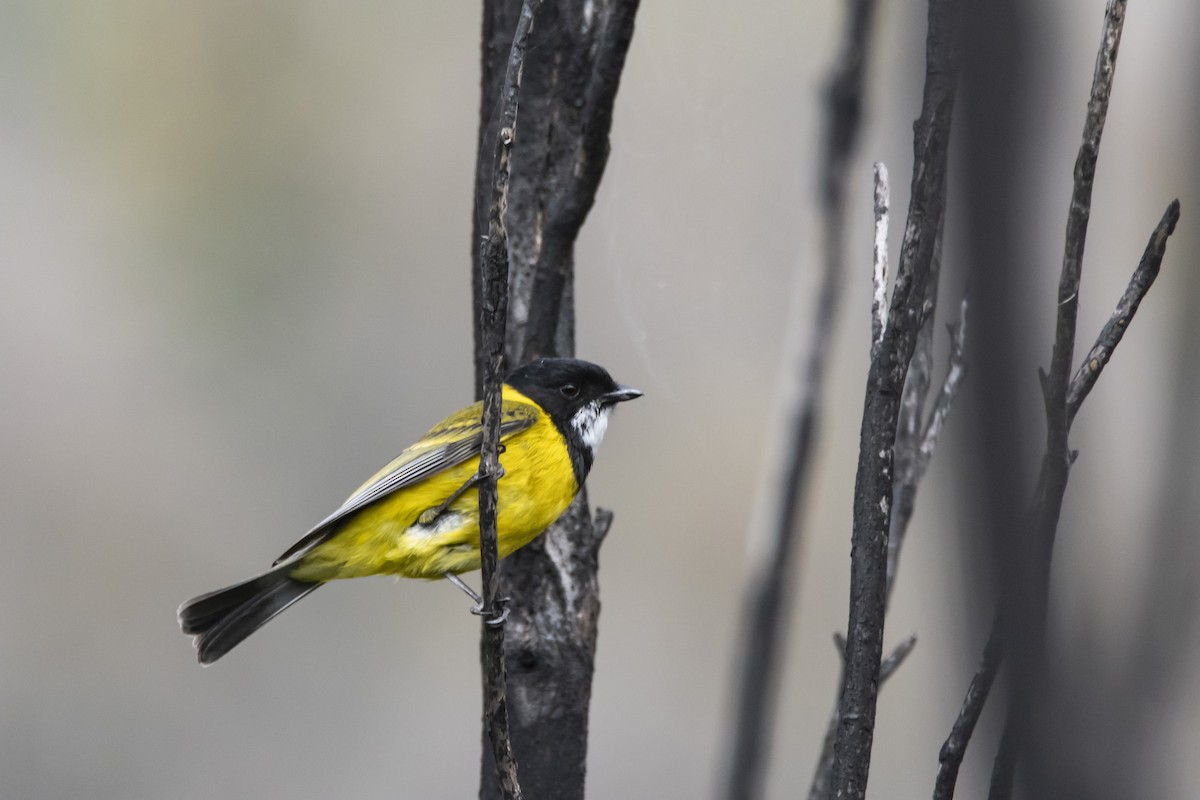 Golden Whistler (Western) - ML371792441