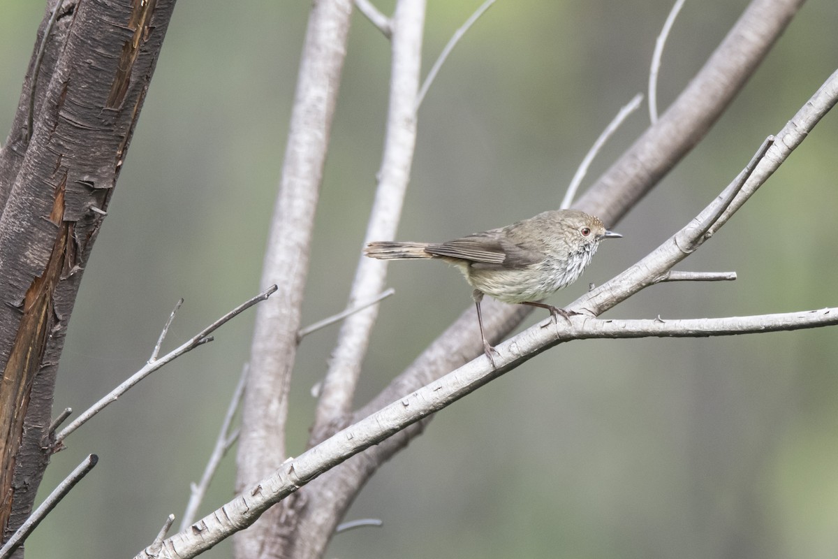 Brown Thornbill - Owen  Lawton