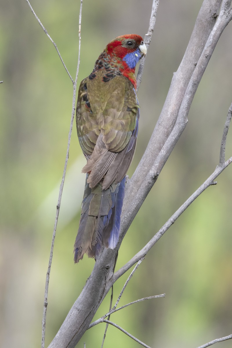 Crimson Rosella - Owen  Lawton