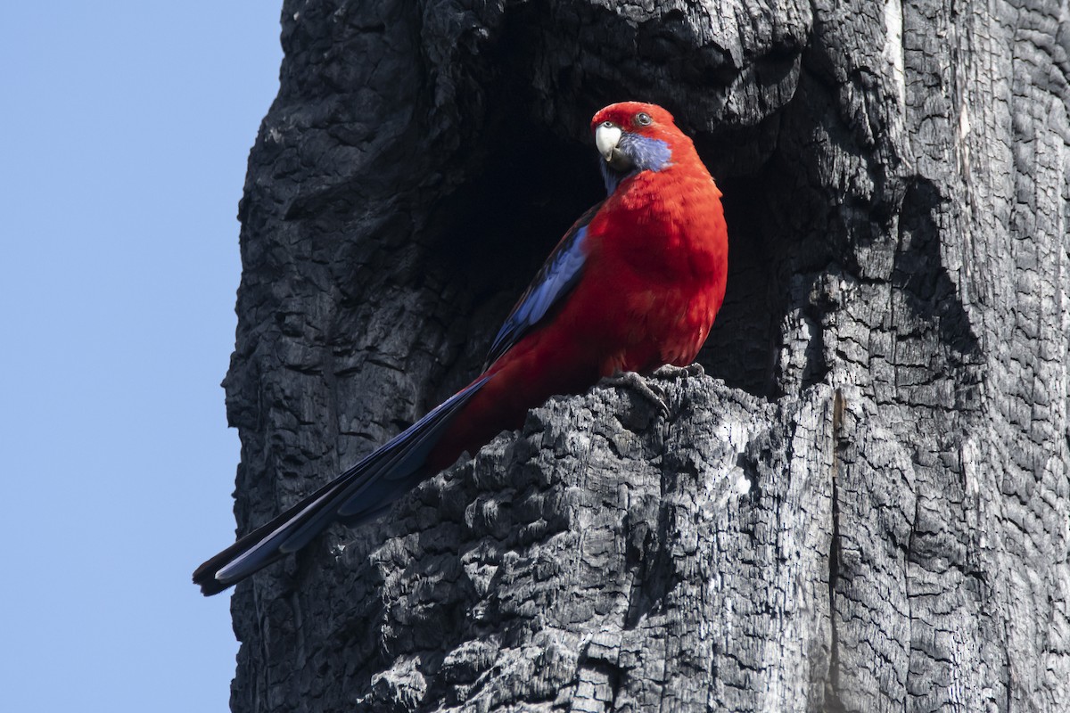 Crimson Rosella - ML371792611