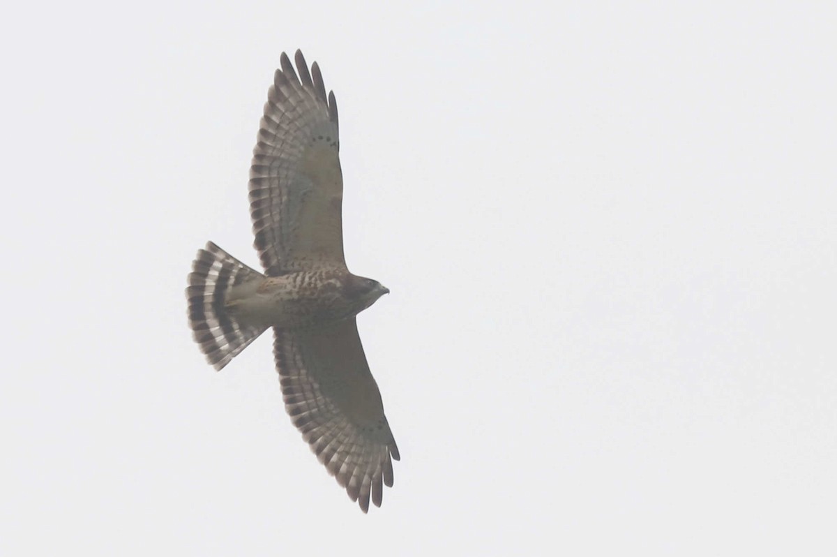 Broad-winged Hawk - ML371795581