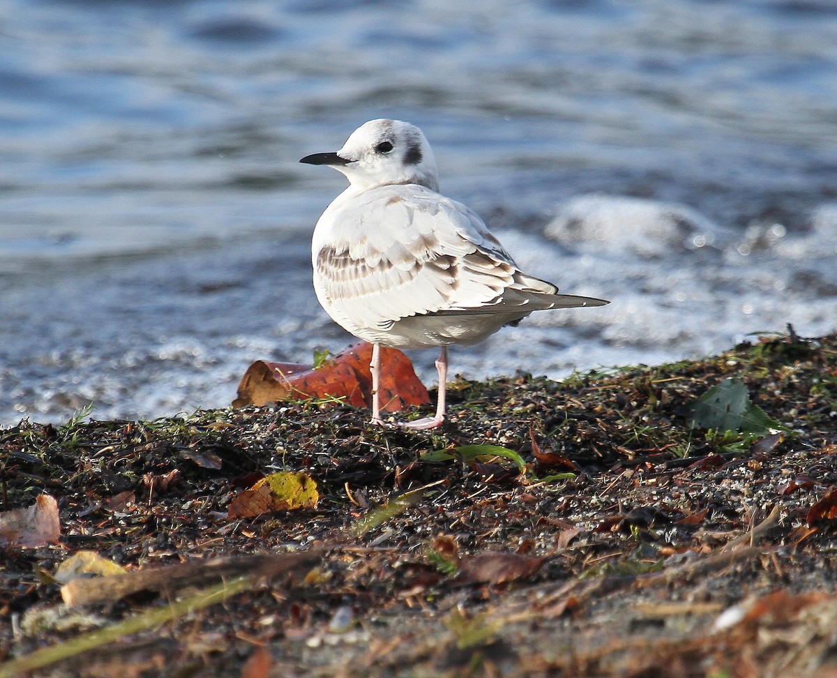 Gaviota de Bonaparte - ML371796211