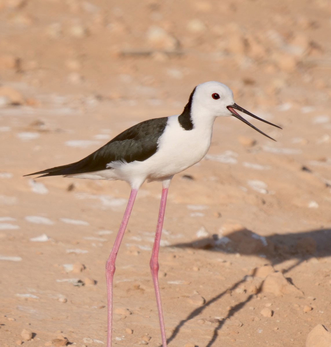 Pied Stilt - ML371796221