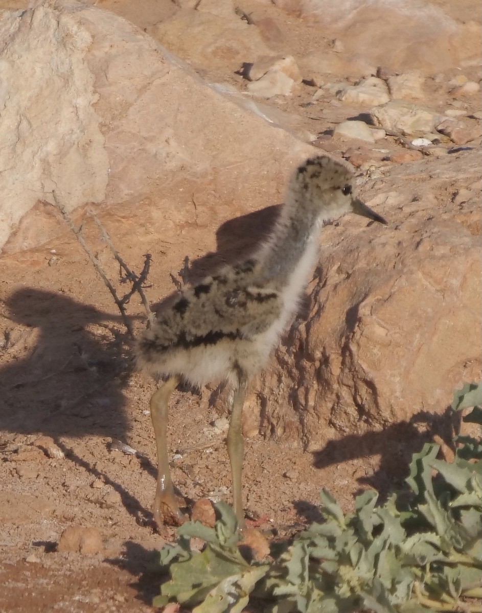 Pied Stilt - ML371796381