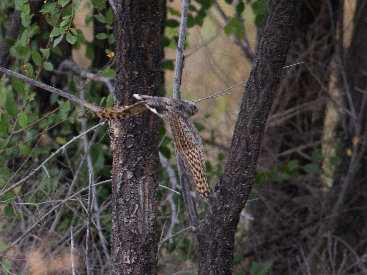 Adult male