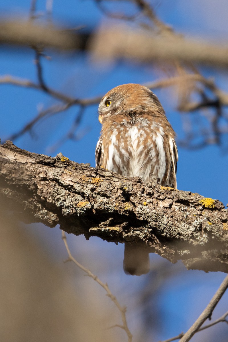 Austral Pygmy-Owl - ML371799441