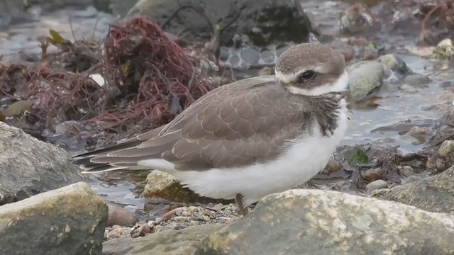 Semipalmated Plover - ML371800321