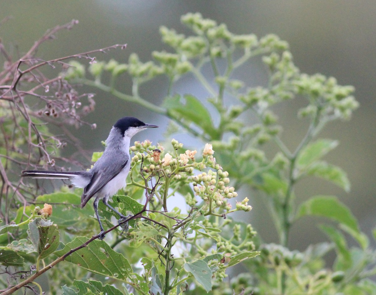 Tropical Gnatcatcher - ML371802281