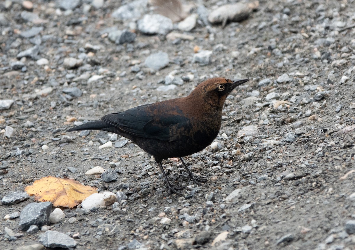 Rusty Blackbird - Anna Elkins