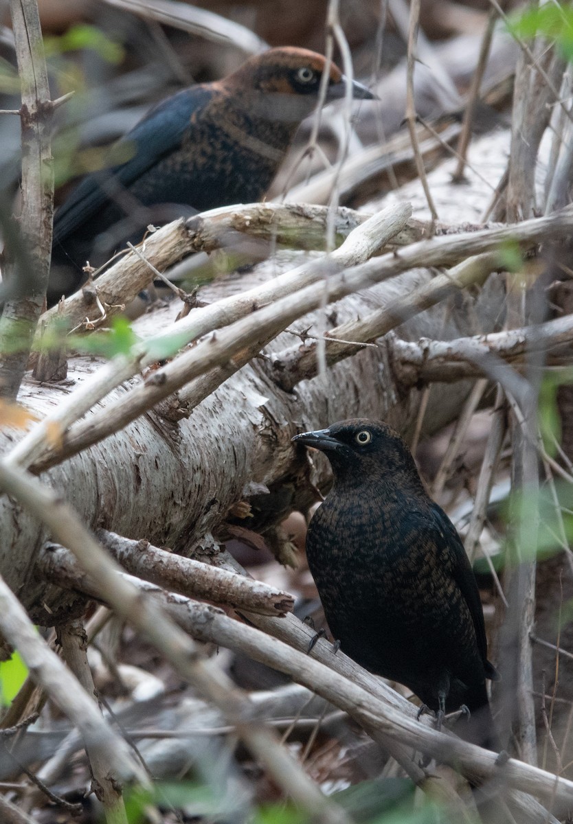 Rusty Blackbird - ML371803991