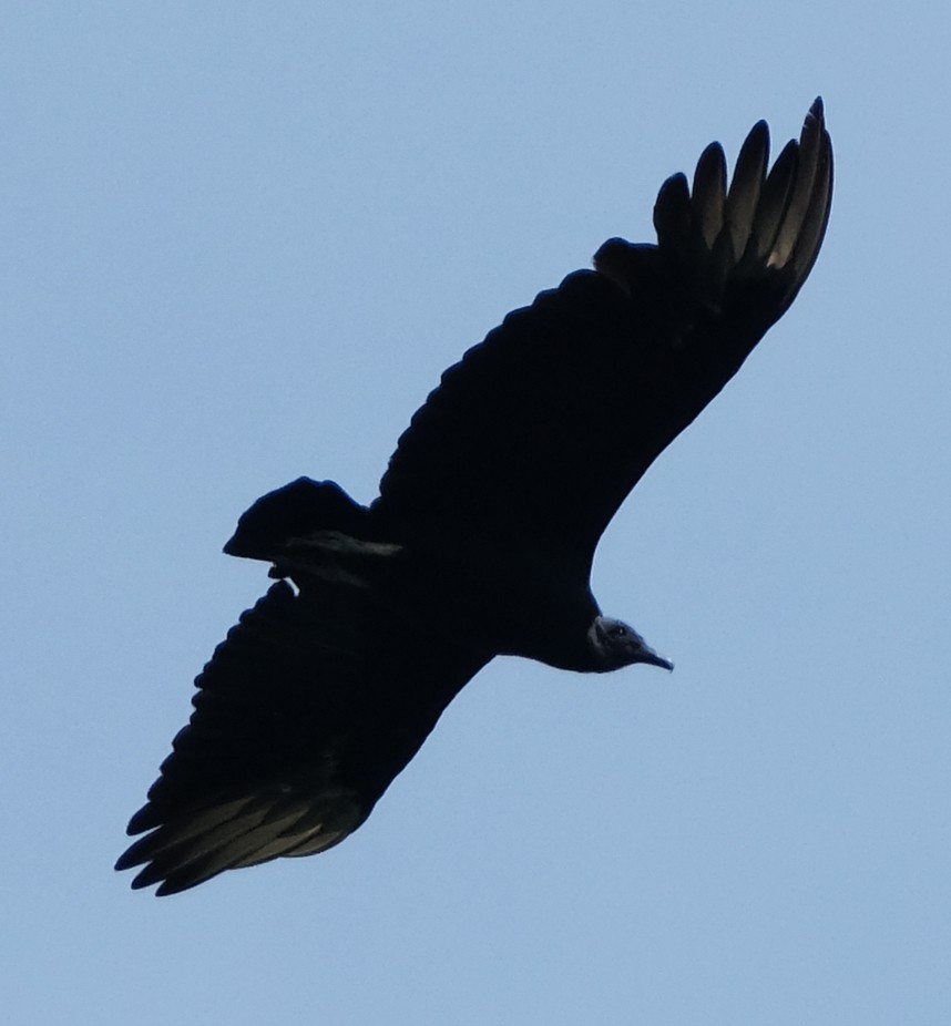 Black Vulture - ML371804021