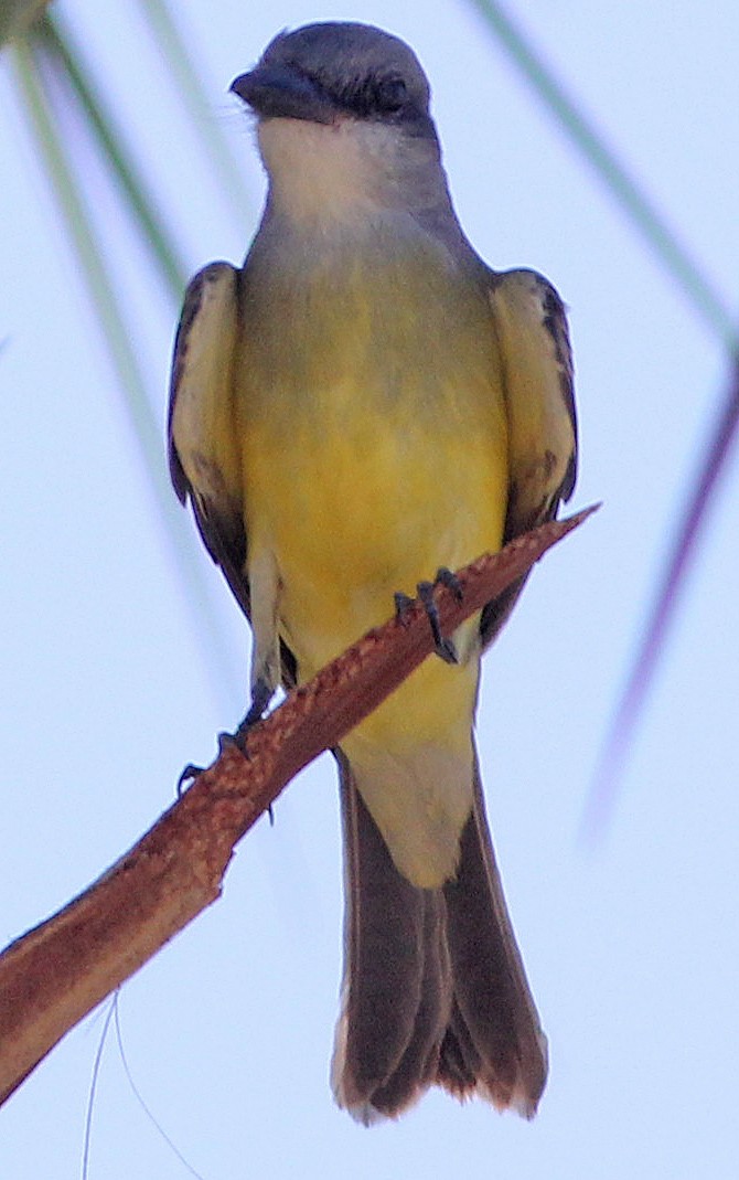 Tropical Kingbird - ML371804261