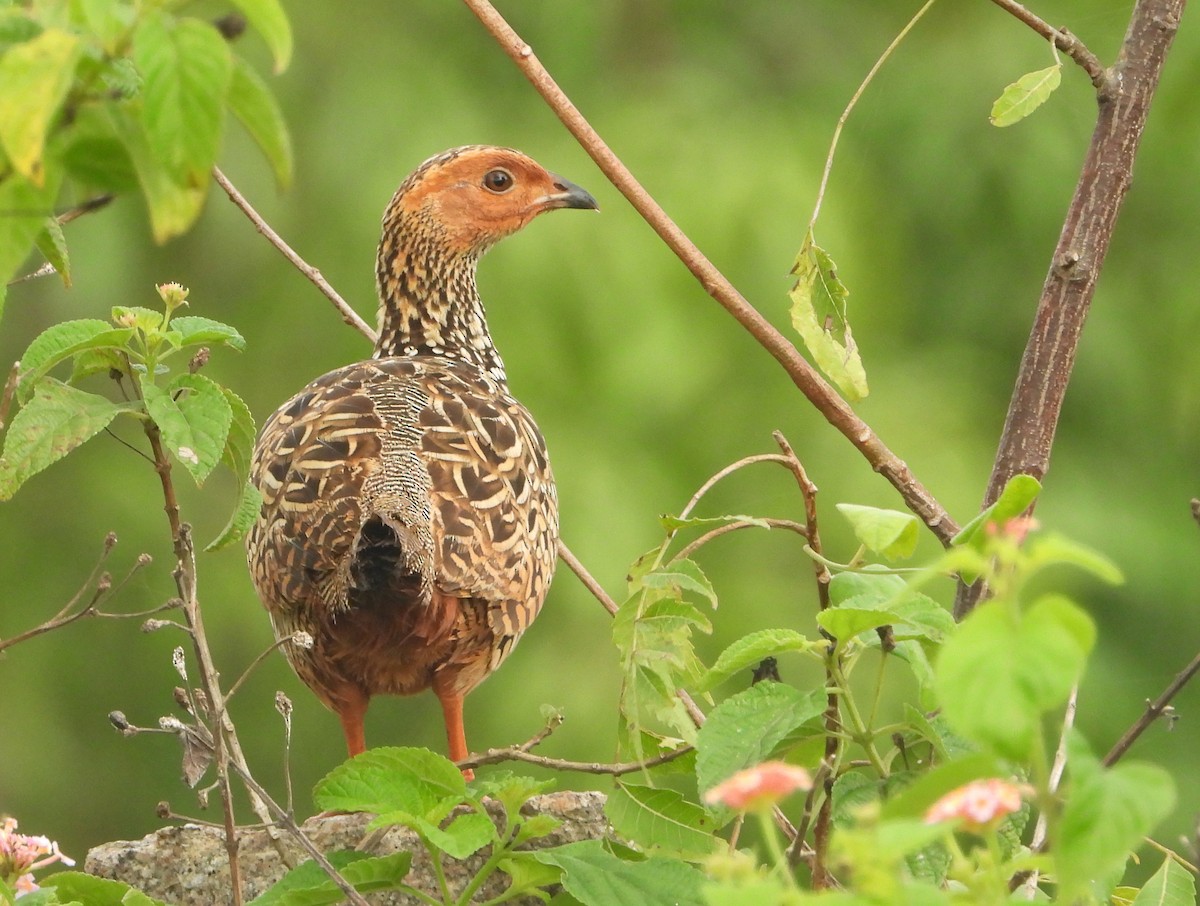 Painted Francolin - ML371804511