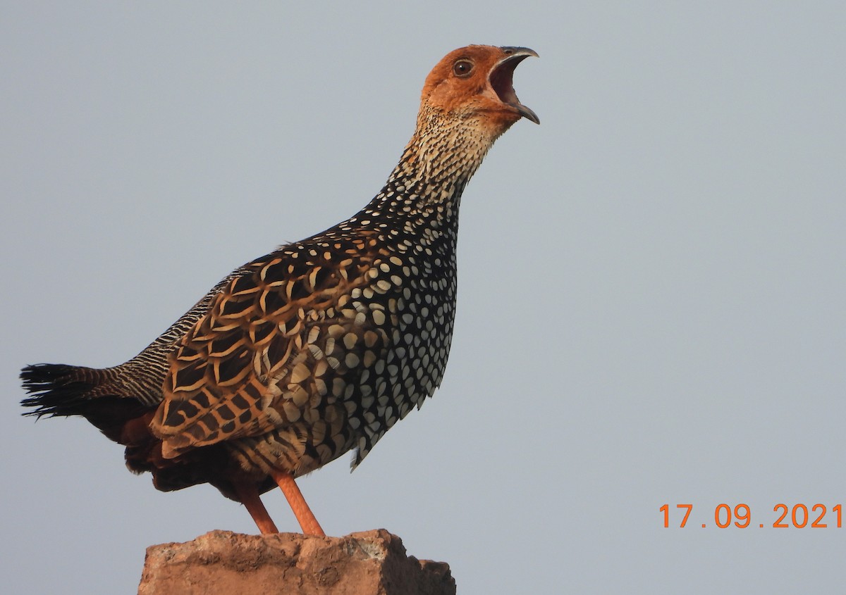 Painted Francolin - ML371804671