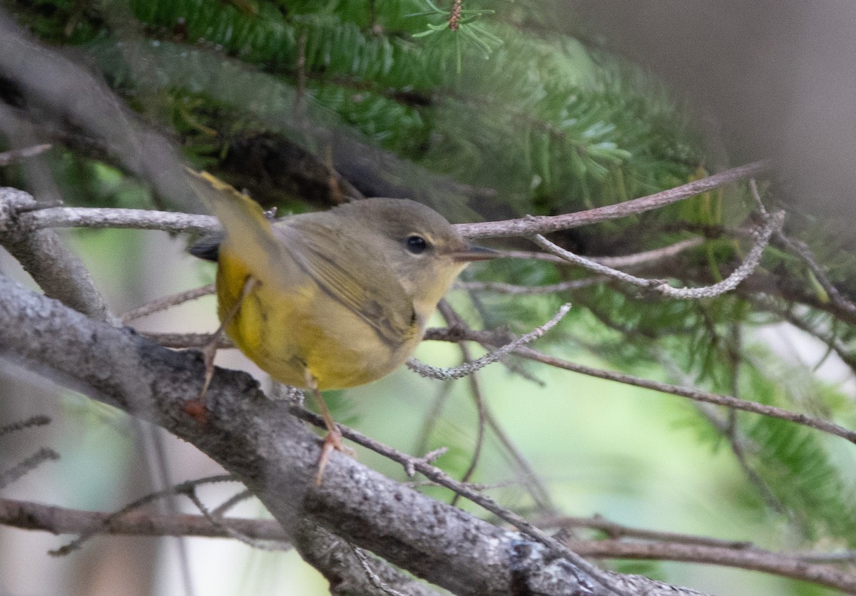 Mourning Warbler - ML371807651